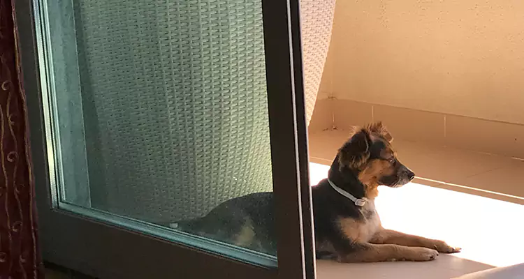 French Door Pet Screen Repair in Bradenton, FL